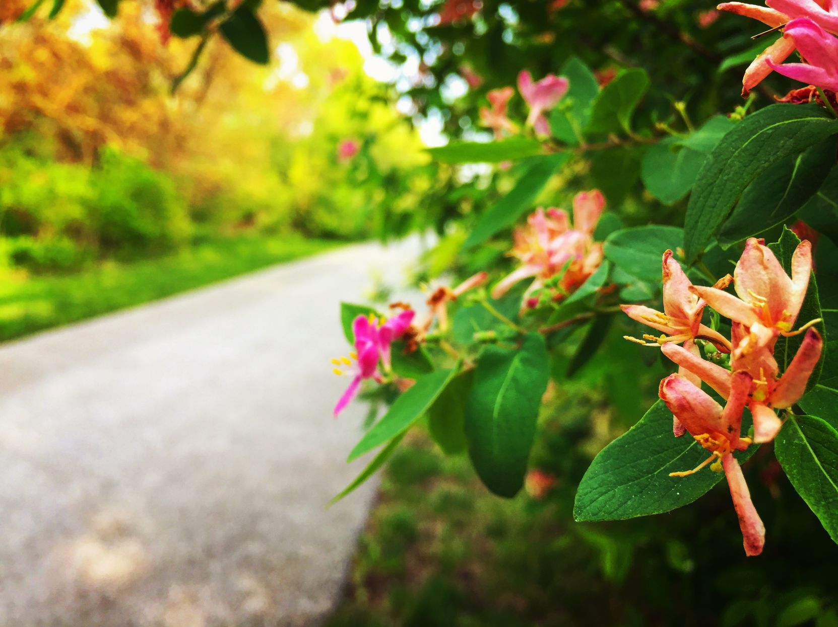 Erie Lackawanna Trail